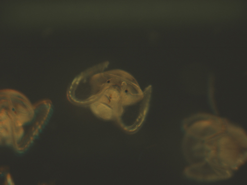 Microscopy image of Atlantic slipper limpet veliger larvae. (Microscopy image by Karen Chan, Woods Hole Oceanographic Institution)