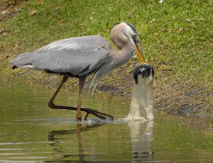 Great Blue Heron Swallows Fish in Plastic Bag! Image credit: Andrea Westmoreland. Image source: Flickr (Click image to enlarge)