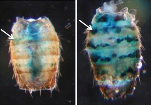 Some genes need to be silenced for health and long life. Researchers used “reporter” genes to see whether changes associated with aging would reduce fruit flies’ ability to silence those genes. Tissues with reporter genes glowed blue. The fly on the left is 10 days old; on the right, 50. Image credit: Helfand lab/Brown University