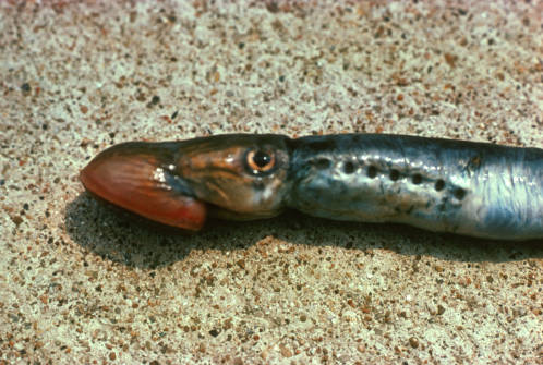 The sea lamprey, an eel-like fish, regrows the neurons that comprise the long nerve “highways” that link the brain to the spinal cord. Image credit: University of Missouri