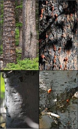 Clockwise from top left: (1) Two lodgepole pines growing side-by-side with notably different bark textures, (2) a rough-barked limber pine that has been attacked by bark beetles, (3) a limber pine that has both rough and smooth bark, with pine beetle attacks only on the rough bark, (4) a limber pine with predominantly smooth bark. Photo courtesy of Scott Ferrenberg. 