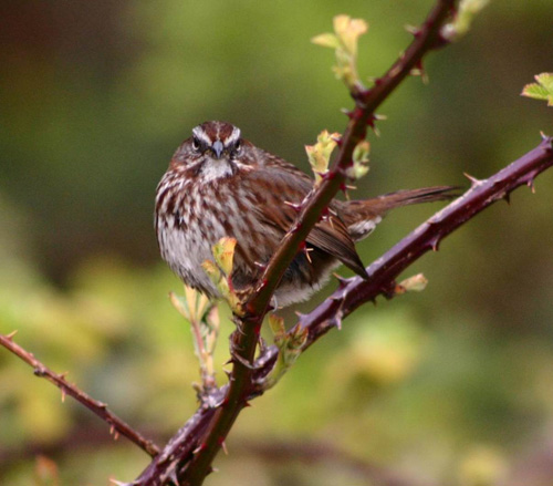 Song sparrow on his territory. Image credit: Çağlar Akçay, UW