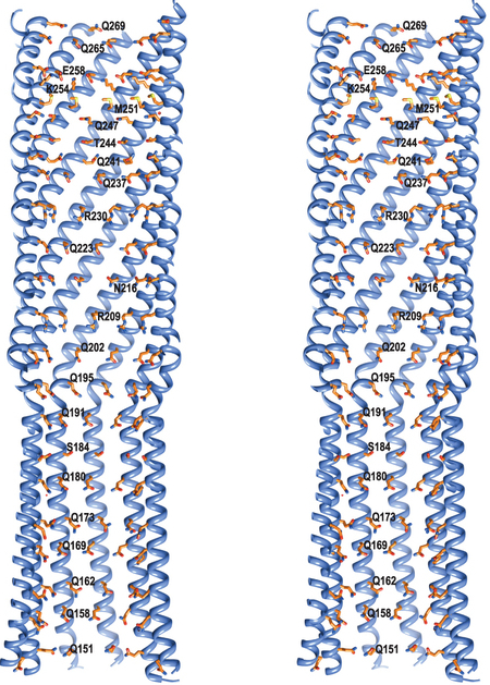 A stereo image of the protein helices that assemble to form the DNA-transmitting tube. Image credit: University of Arizona