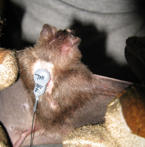 A vampire bat with a radio transmitter attached. The devices were used to track bats back to their roosts in the Amazon. Photo by Daniel Streicker