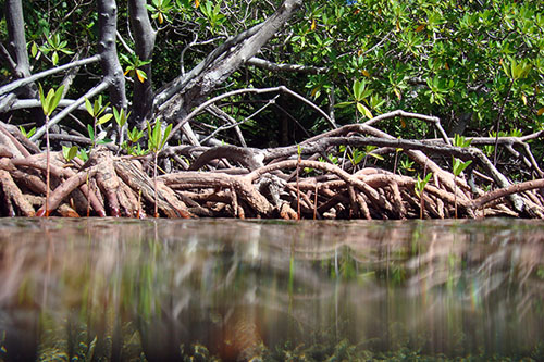 Mangroves, such as this one in the Virgin Islands, are significant absorbers of carbon dioxide. Photos U.S. Geological Survey/Photo by Caroline Rogers 