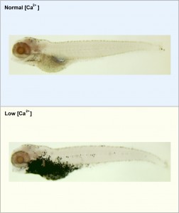 The image depicts two zebrafish. One has been raised in water containing a normal concentration of calcium and the other has been raised under low calcium conditions. The specific cells that specialize in calcium uptake for the body have been stained. It is apparent that under normal calcium conditions (top panel) there are just a few of these cells present. Under low calcium conditions (bottom panel) the staining has elucidated exponentially more of these cells (many more dark spots present). Image credit: University of Michigan (Click image to enlarge)