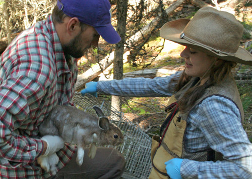 Aaron Wirsing and graduate student Laurel Peelle tag a snowshoe hare in Loomis State Forest, Wash., as part of a study of predation on hares. Image credit: Tiffany Stoddart/U of Washington
