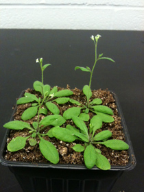Arabidopsis used in Dr. Tanaka’s Research (Courtesy photo)