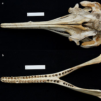 Schädel und Kiefer des neu entdeckten Araguaia Delfins. Image credit:  © plosbiology.org