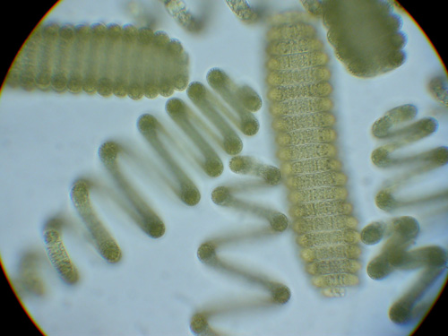 Arthrospira wird auch kommerziell als "Spirulina platensis" in Reformhäusern vertrieben. (Image copyright: Michael Schagerl)