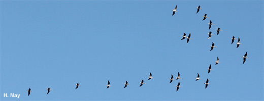 Zum Überwintern fliegen verschiedenste Gänsearten nach Aserbaidschan. Image credit: NABU.de