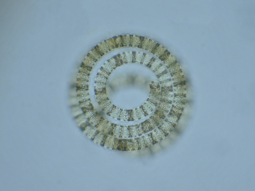 Cyanobakterium (Blaualge) Arthrospira fusiformis unter dem Mikroskop. Es bildet in den Sodaseen unglaublich dichte Biomassen, die Spinat ähnlich aufrahmen können. (Image copyright: Michael Schagerl)