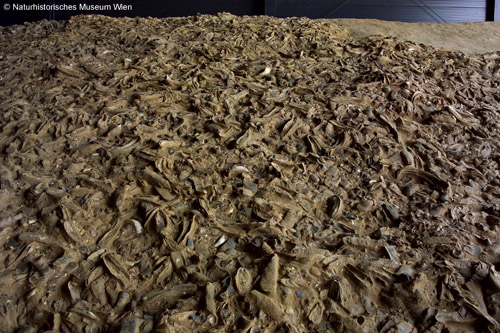 Das Austernriff der "Fossilienwelt Weinviertel" ist ein Indikator für ästuarine Bedingungen im Miozän des Korneuburger Beckens. Image copyright: Naturhistorisches Museum Wien