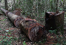 250,000 people rely on forest products in the area. Image credit: University of Exeter