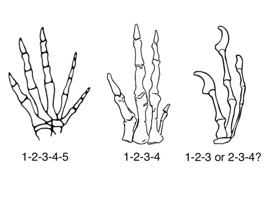 Schematische Darstellung der Finger-Reduktion bei den Dinosauriervorfahren der Vögel. (Image copyright: Brian Metscher)