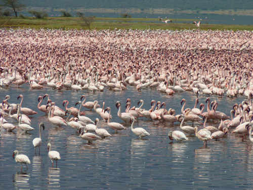 Massenauftreten von Flamingos am Lake Bogoria, Kenia. (Image copyright: Michael Schagerl)