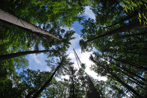 What color is your canopy? An automated camera on a tower above the forest canopy can record seasonal changes in overall leaf color, but photos might not always correspond to seasonal biochemical changes within leaves themselves. Image credit: Marc Mayes/Brown University 