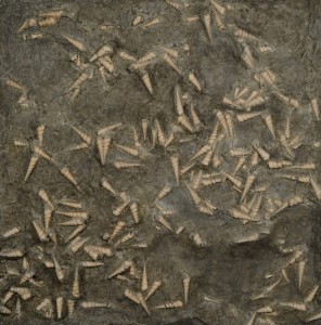 Freipräparierte Turmschnecken aus den ästuarinen Sedimenten des Korneubuger Beckens. Image copyright: Naturhistorisches Museum Wien (Click image to enlarge)