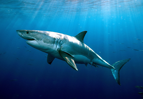 White sharks are considered vulnerable worldwide. Since individuals are slow growing and mature late, white shark populations could be even more sensitive to fishing, environmental and other pressures. Image credit: Greg Skomal, MA Marine Fisheries