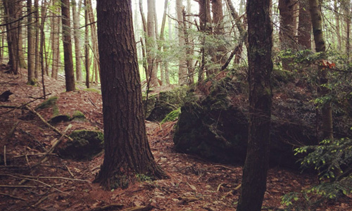 Stands of Eastern Hemlock in Harvard Forest. Photo by Colin Averill.