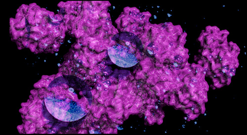 An illustration of crowded lyzozyme proteins (magenta) and droplets of water (blue.) University of Michigan chemistry professors have discovered that when proteins in a cell reach a certain concentration -- and distance from each other -- the surrounding water dramatically slows down. The findings could provide insights into why proteins clump together in diseases such as Alzheimer's. Image credit: Kevin Kubarych