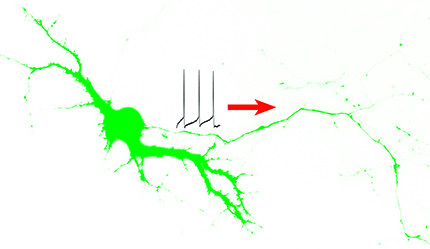 This image of a neuron illustrates the movement of a nerve impulse along an axon – the long, slender extension of the nerve cell body. Ohio State University researchers have discovered how a key protein finds its way to the right spot on the axon to launch these vital electrical impulses, which enable communication of nerves’ sensory, movement and memory signals to and from the brain. Image courtesy of Chen Gu, Ohio State University