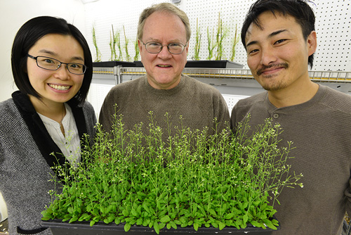 Jeongmin Choi, Gary Stacey and postdoctoral fellow Kiwamu Tanaka recently discovered the first plant receptor for extracellular ATP. Image credit: Roger Meissen/Bond LSC 