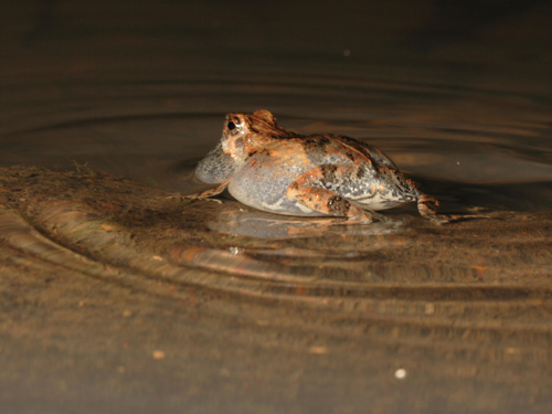 Ripples continue for several seconds after a male tungara frog has stopped calling. Image credit: Ryan Taylor/Salisbury University