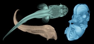Neuaugen- und Stör-Schlüpflinge sowie ein Mausembryo, aufgenommen mit Röntgenmikrotomographie. Image copyright: Brian Metscher (Click image to enlarge)