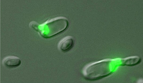 Meiosis and mating. Green fluorescence in these yeast cells indicates that they are secreting pheromones, a mating behavior, while also undergoing meiosis. Image credit: Bennett lab/Brown University 