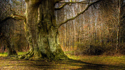 Alte Bäume sind bessere Kohlenstoffspeicher. Image credit: Guyon Morée (Source: Flickr)