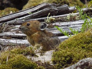 A rabbit relative known as a pika sits among wood, moss and rocks on rockslide or talus slope in Oregon’s Columbia River Gorge. A University of Utah study found the pikas -- which normally live at much higher elevations and are threatened by climate change – survive at nearly sea level in Oregon by eating more moss than any other known wild mammal. Photo Credit: Mallory Lambert, University of Utah