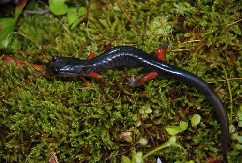 This red-legged salamander can help scientists predict forest habitat quality and will guide forest management decisions. (Photograph by Grant Connette at Wayah Bald, NC)