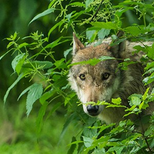 Die Rückkehr der Wölfe sollte gestaltet werden. Image credit:  © Ralph Frank / WWF