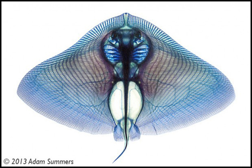 The stained skeleton helped researchers understand how butterfly rays flap their wings. Summer’s lab group also makes use of CT scans, MRIs and laser scanning for their investigations. Image credit: A Summers/U of Washington