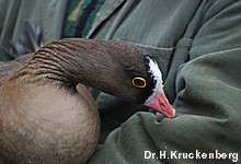 Die abgebildete Zwerggans gehört zu den weltweit gefährdeten Vogelarten. Image credit: NABU.de