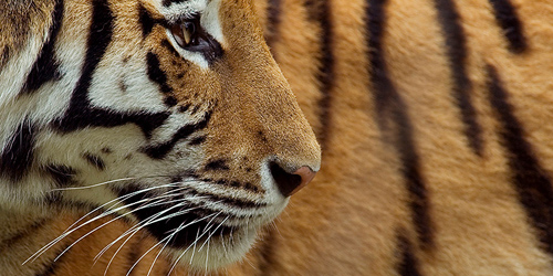 Amur-Tiger. Image credit: © naturepl.com / Edwin Giesbers / WWF-Canon
