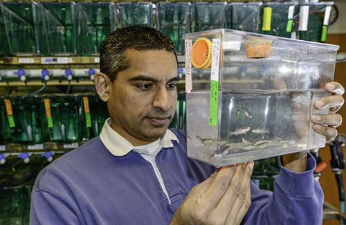 Anand Chandrasekhar. Chandrasekhar studies the zebrafish model to learn how motor neurons arrange themselves as embryos develop. Photo courtesy of Roger Meissen