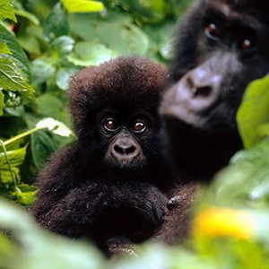 Berggorillas im Virunga Nationalpark. Image credit: © Martin Harvey / WWF-Canon