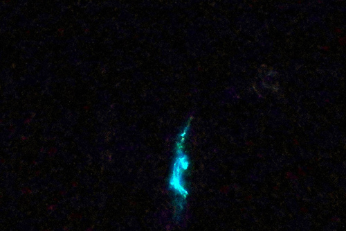 A bioluminescent organism retrieved during sampling. Photos by Jan Sivert Hauglid/UNIS, courtesy of Kaytee Pokrzywinski, and by Heather Cronin
