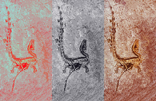 Analysis for the distribution of shapes of melanin-containing organelles (melanosomes) in fossil and living amniotes shows that fuzz-covered dinosaurs like Sinosauropteryx share similarities with living lizards, turtles and crocodilians. In these living taxa color and the shape of the melanosomes are not linked in such a way that color can be reconstructed from melanosome shape alone. Melanosomes in Sinosauropteryx don't presently tell us if this animal was brown, blackish or grey. However, feathered dinosaurs are similar to birds, and we can estimate their color. Image credit: Li et al. (authors)