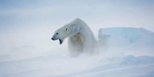 Eisbär in der Arktis. Image credit: © naturepl.com / Andy Rouse / WWF-Canon