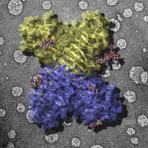 The external face of the flavivirus NS1 protein (sugars in grey balls) is exposed on infected cell surfaces where it can interact with the immune system. This face is also exposed in secreted NS1 particles present in patient sera. The background image shows artificial membranes coated with the NS1 protein. Image credit: David Akey, Somnath Dutta