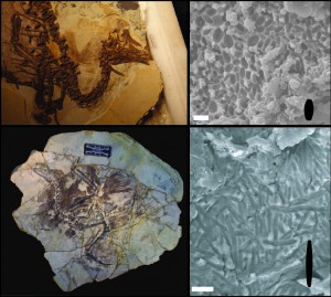 These are two of the fossil specimens sampled from the Cretaceous and Jurassic of China. Fuzz-covered dinosaur Beipiaosaurus shows the rounder melanosomes seen in living lizards and crocodilians while the bird shows the unique skinny melanosomes seen in living mammals, birds and many of the studied feathered dinosaurs to date. Changes in the diversity of these melanin-containing organelles may show a physiological shift occurred in feathered dinosaurs closer to the origin of flight. Image credit: Li et al. (authors). Click image to enlarge.