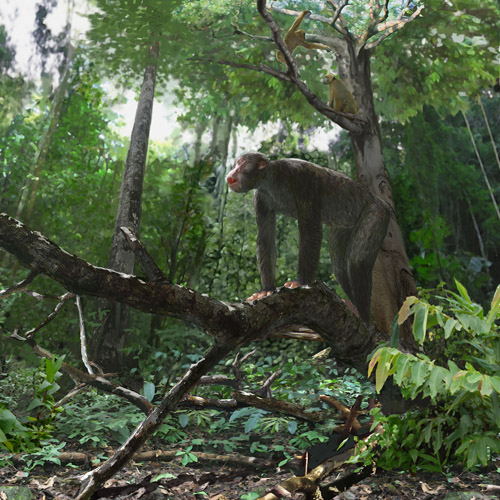 Vor 18 Millionen Jahren lebten der frühe Menschenartige Proconsul (Mitte) und der Primat Dendropithecus (oben rechts) in einem dichten, tropischen Jahreszeitenwald, in dem es feucht-warm war. Das zeigen Funde von der kenianischen Insel Rusinga. Image credit: © Jason Brougham