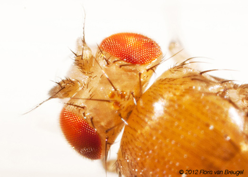 Fruit flies use their antennae, the two pill shaped bumps sticking out from the front of the head, to detect odors. Image credit: Floris van Breugel