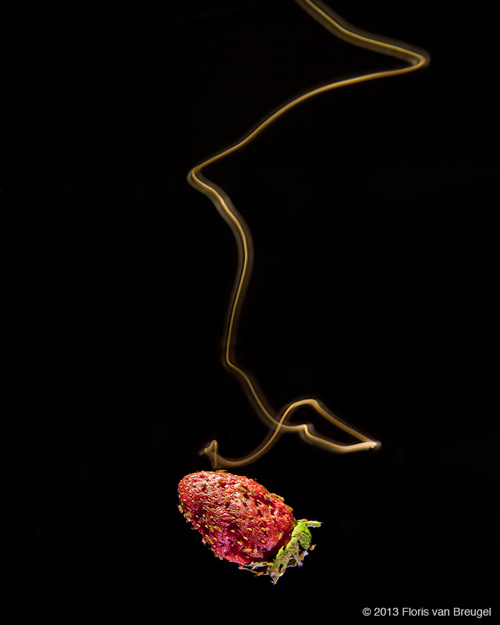 A long-exposure photograph reveals the last few seconds of a fruit fly’s search – surging forward when it has the scent and casting when it loses the odor, all the while looking for fruit-shaped objects. Image credit: Floris van Breugel