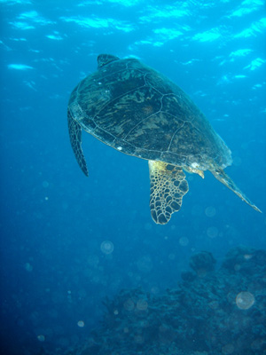 Green turtle (Chelonia mydas) in the Great Barrier Reef off the east coast of Australia. Photo credit: Annemarie Kohl / Nicolai Schäfer