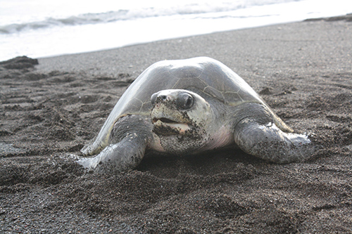UD alumna Lauren Cruz is studying leatherback sea turtles in Costa Rica. Photo by Lauren Cruz