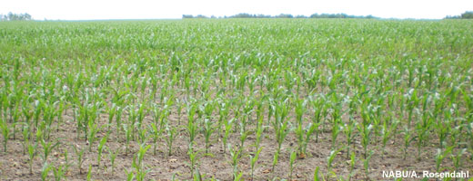 18 Prozent der brandenburgischen Anbaufläche bestehen aus Mais. 2002 waren es noch 10 Prozent. Image credit: NABU.de